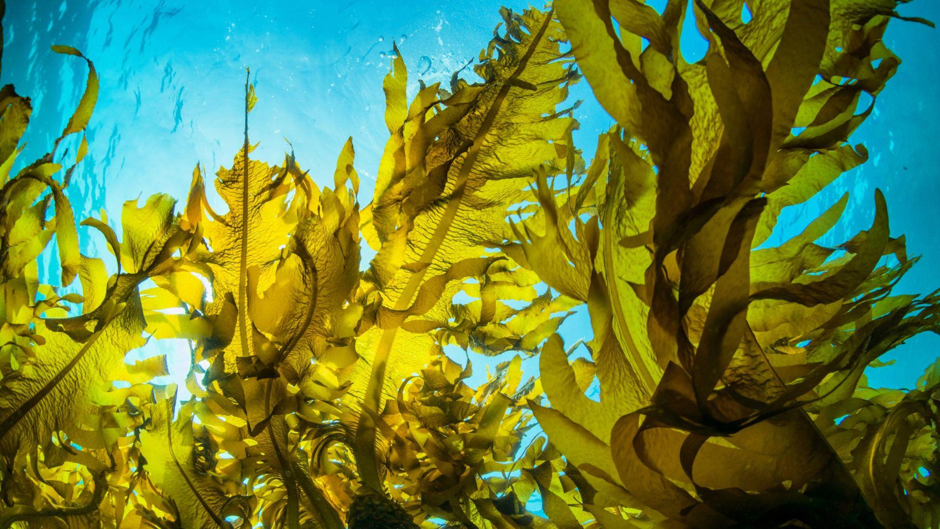 La antigua autopista del huiro: bosques sumergidos y el poblamiento de América del Sur