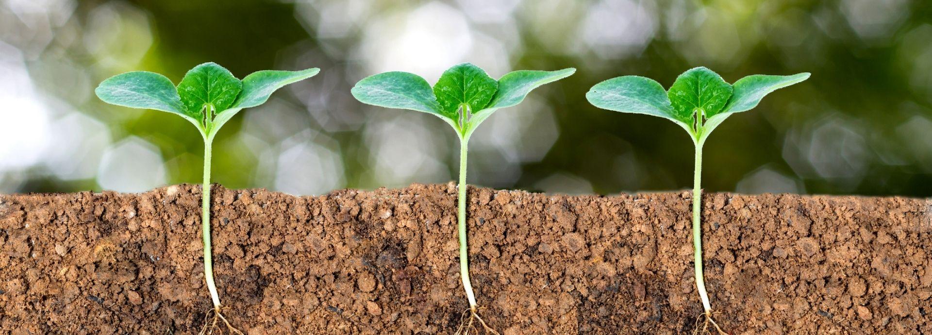 Workshop: Interacciones planta - microogranismos - ambiente: de los mecanismos a los ecosistemas