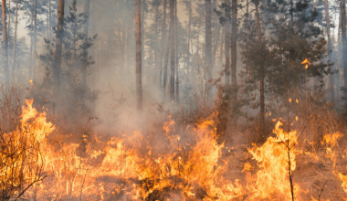 Incendios en Chile: la importancia de la prevención